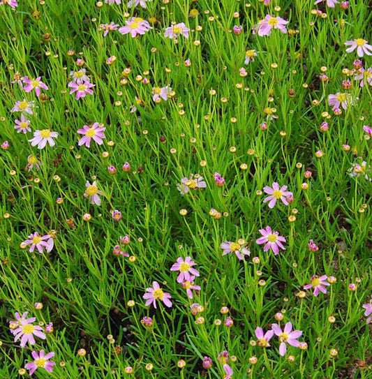  Rosablühendes Schönauge American Dream - Coreopsis Rosea