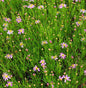  Rosablühendes Schönauge American Dream - Coreopsis Rosea