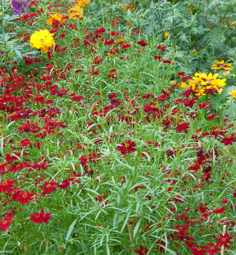  Mädchenauge Sangria - Großer Topf - Coreopsis Rosea