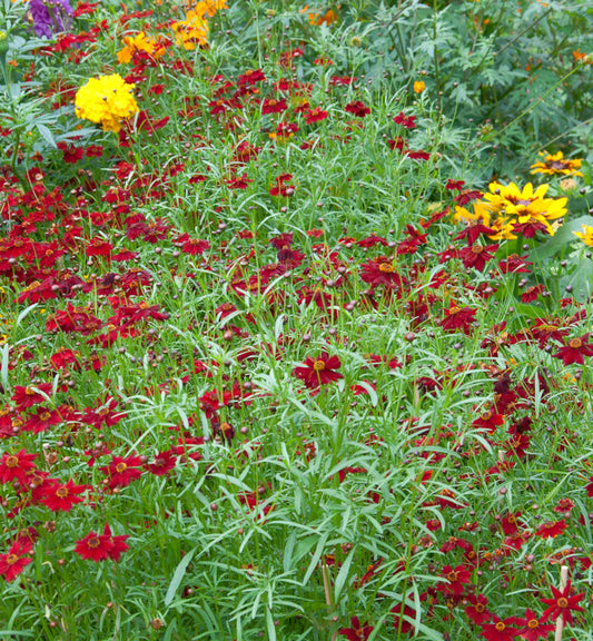  Mädchenauge Sangria - Großer Topf - Coreopsis Rosea