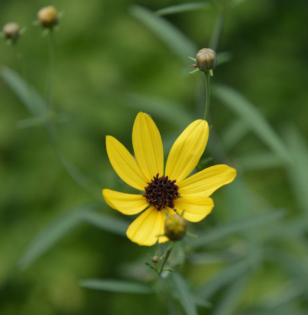  Hohes Schönauge - Coreopsis Tripteris