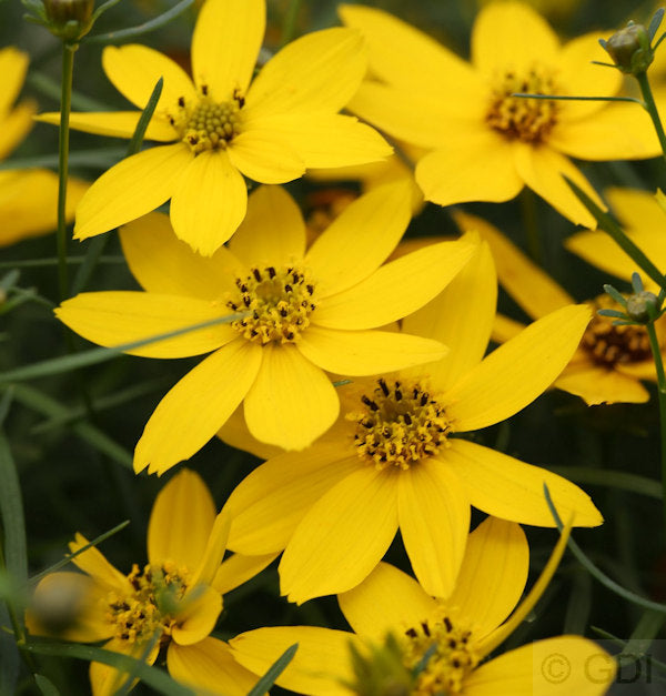  Mädchenauge Zagreb - Coreopsis Verticillata