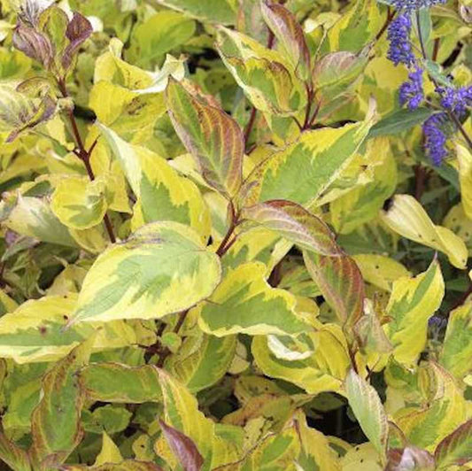  Hartriegel Gouchault 60-80cm - Cornus Alba