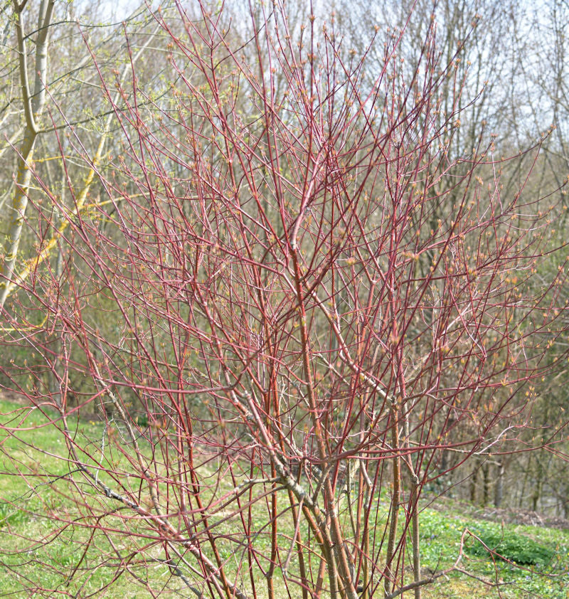  Hartriegel Miracle 60-80cm - Cornus Alba