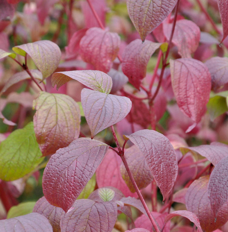  Sibirischer Hartriegel Siberian Pearls 40-60cm - Cornus Alba