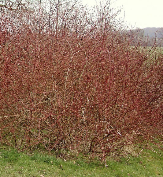  Weißbunter Sibirischer Hartriegel 40-60cm - Cornus Alba