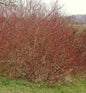  Weißbunter Sibirischer Hartriegel 40-60cm - Cornus Alba