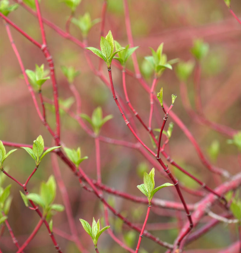  Purpur Hartriegel Westonbird 80-100cm - Cornus Alba