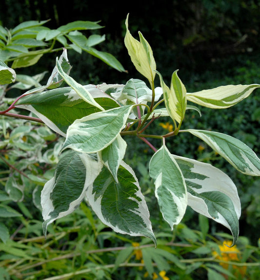  Weißbunter Hartriegel 125-150cm - Cornus Alba