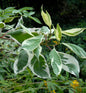  Weißbunter Hartriegel 80-100cm - Cornus Alba