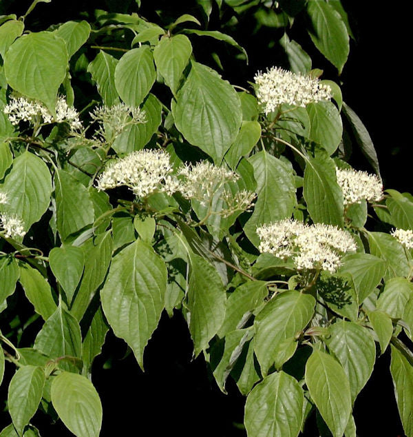  Hochstamm Pagoden Hartriegel Green Carpet 60-80cm - Cornus Controversa