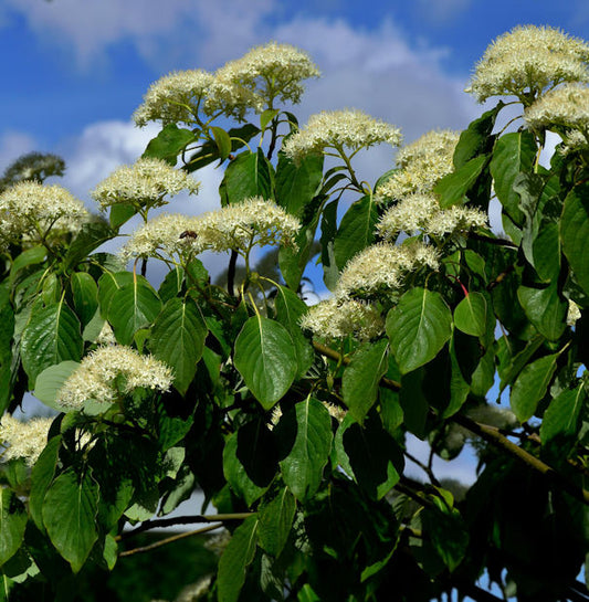  Pagoden Hartriegel 80-100cm - Cornus Controversa