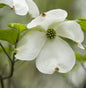  Amerikanischer Blumenhartriegel 40-60cm - Cornus Florida