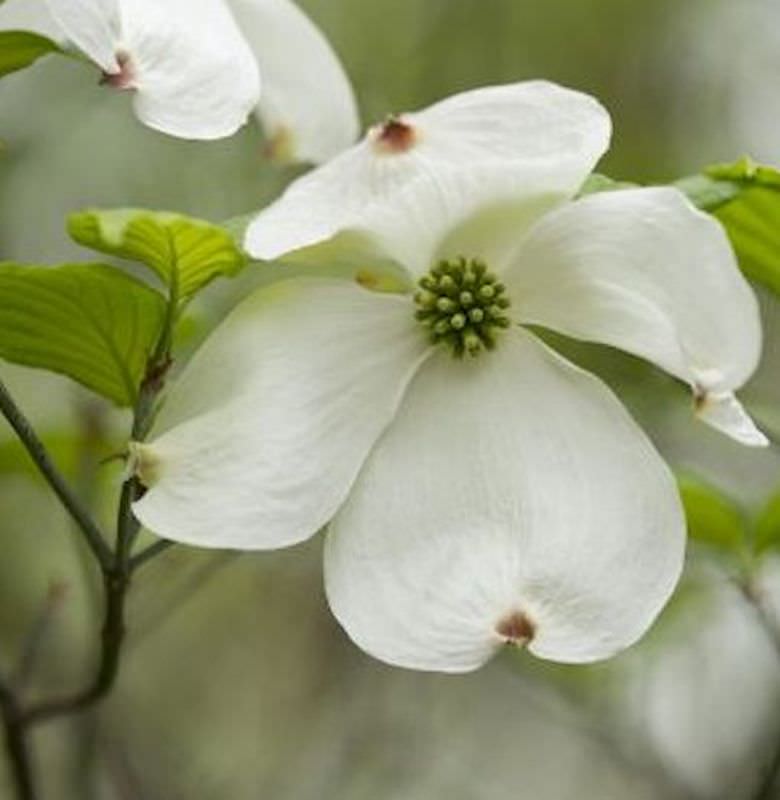 Amerikanischer Blumenhartriegel 80-100cm - Cornus Florida
