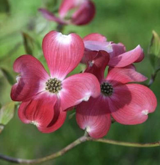  Amerikanischer Blumen Hartriegel Cherokee Princess 60-80cm - Cornus Florida