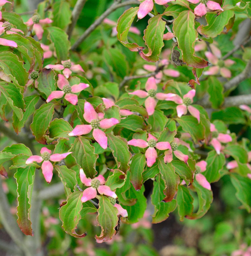  Japanischer Blumen Hartriegel Beni Fuji 125-150cm - Cornus Kousa