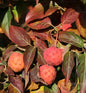  Japanischer Blumenhartriegel Cappucino 60-80cm - Cornus Kousa