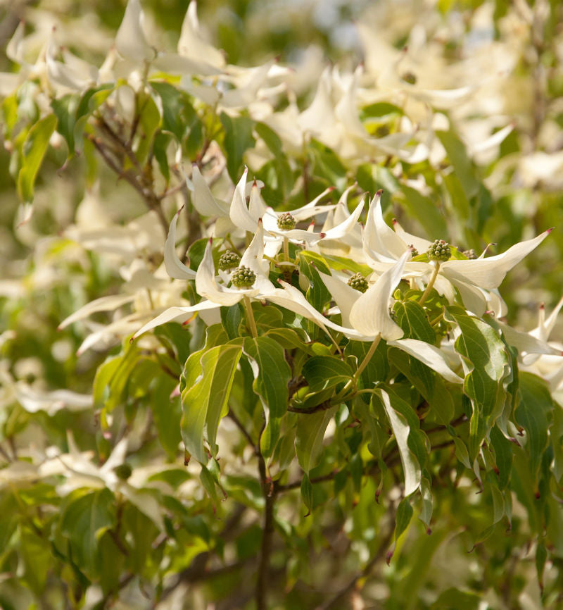  Japanischer Blumenhartriegel Couronne 80-100cm - Cornus Kousa