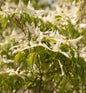  Japanischer Blumenhartriegel Couronne 80-100cm - Cornus Kousa