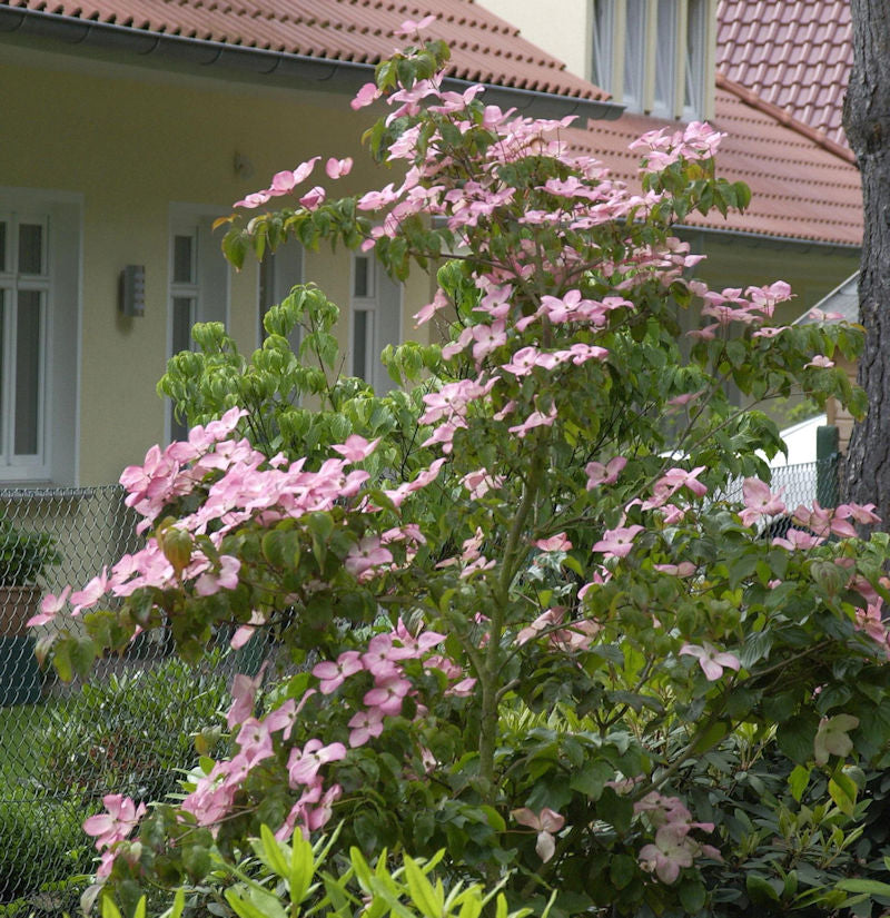 Japanischer Blumen Satomi Compacta 40-60cm - Cornus Kousa