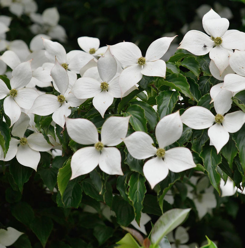  Japanischer Blumenhartriegel Summer Sky Tree 80-100cm - Cornus Kousa