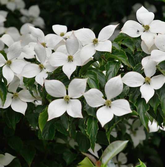  Japanischer Blumenhartriegel Summer Sky Tree 80-100cm - Cornus Kousa