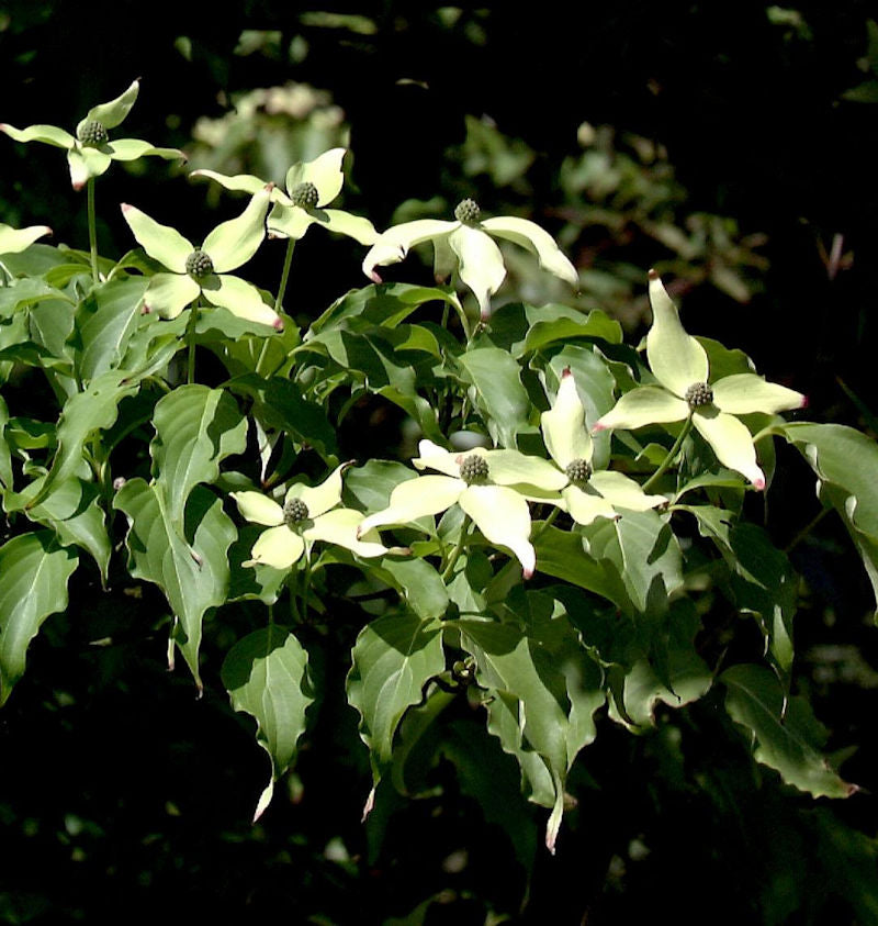  Japanischer Blumenhartriegel Weiße Fontäne 40-60cm - Cornus Kousa