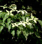 Japanischer Blumenhartriegel Weiße Fontäne 40-60cm - Cornus Kousa