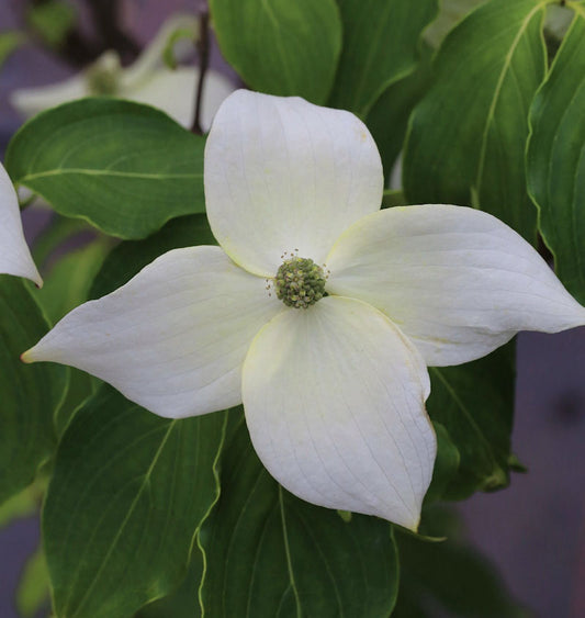  Chinesischer Blumenhartriegel China Girl 60-80cm - Cornus Kousa