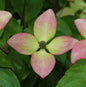  Chinesischer Blumenhartriegel Copacabana 40-60cm - Cornus Kousa