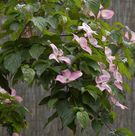  Japanischer Blumenhartriegel Satomi 60-80cm - Cornus Kousa