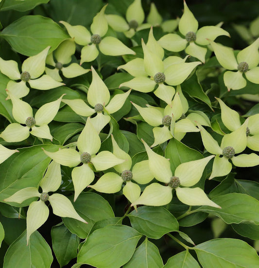  Chinesischer Blumenhartriegel 100-125cm - Cornus Kousa