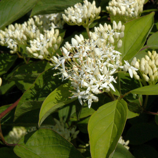  Orangerindiger Hartriegel Midwinter Fire 80-100cm - Cornus Sanguinea
