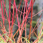  Roter Hartriegel 100-125cm - Cornus Sanguinea