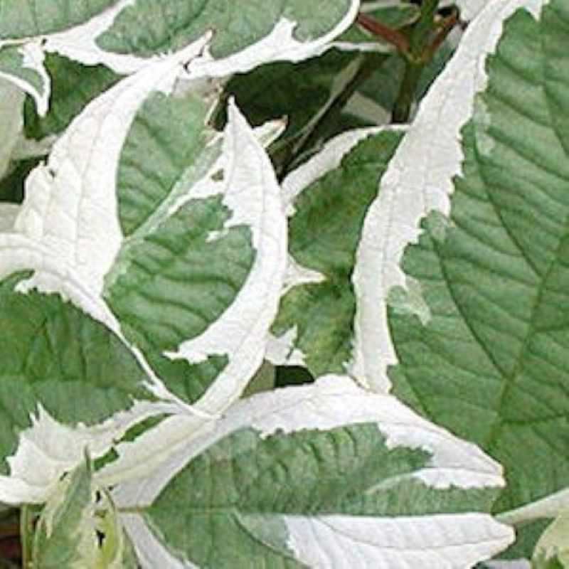  Gelber Hartriegel White Gold 80-100cm - Cornus Stolonifera
