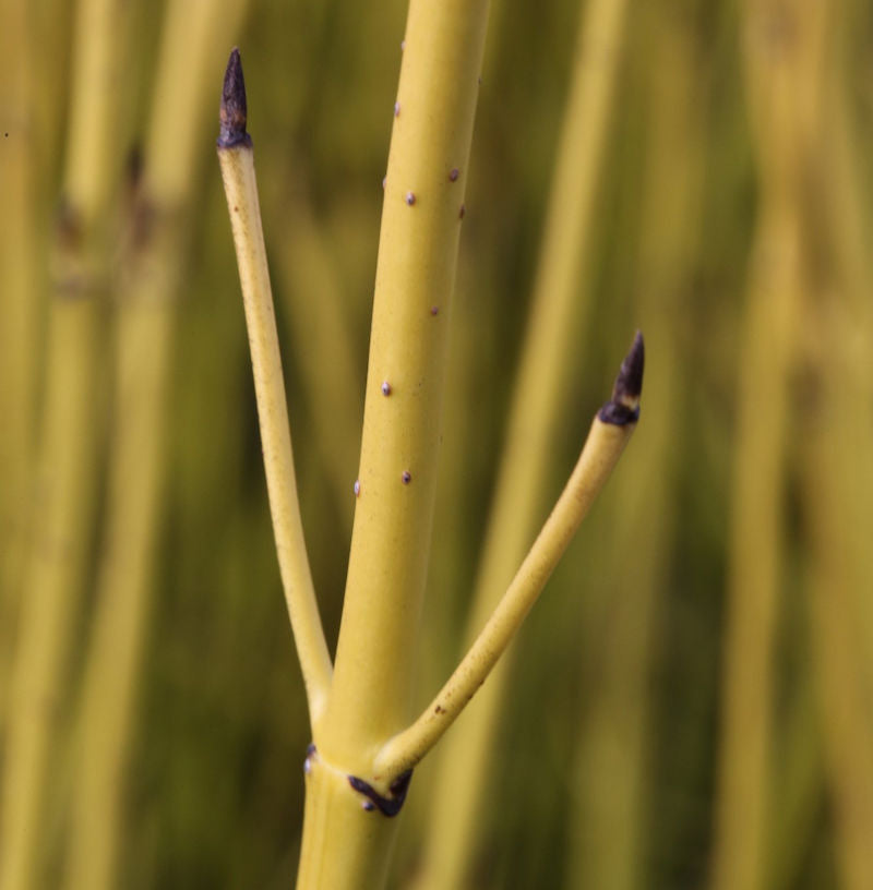 Gelber Hartriegel 80-100cm - Cornus Stolonifera