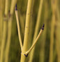  Gelber Hartriegel 80-100cm - Cornus Stolonifera