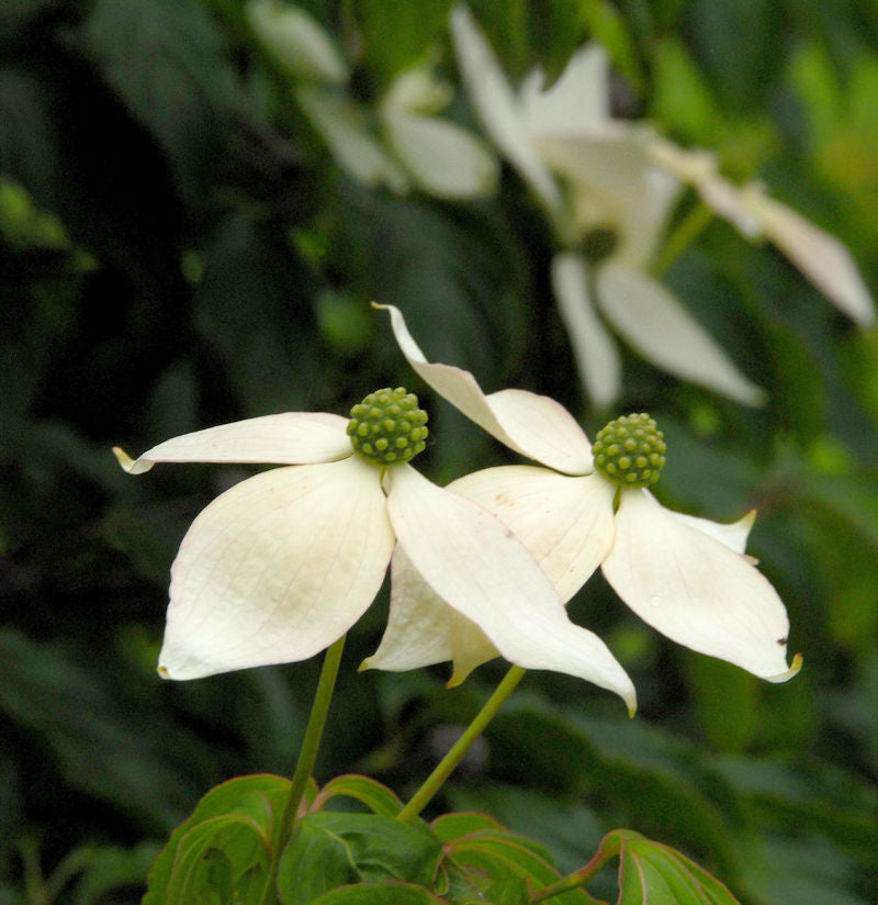  Japanischer Blumenhartriegel 60-80cm - Cornus Kousa