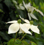  Japanischer Blumenhartriegel 60-80cm - Cornus Kousa