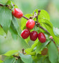  Kornellkirsche 60-80cm - Cornus Mas