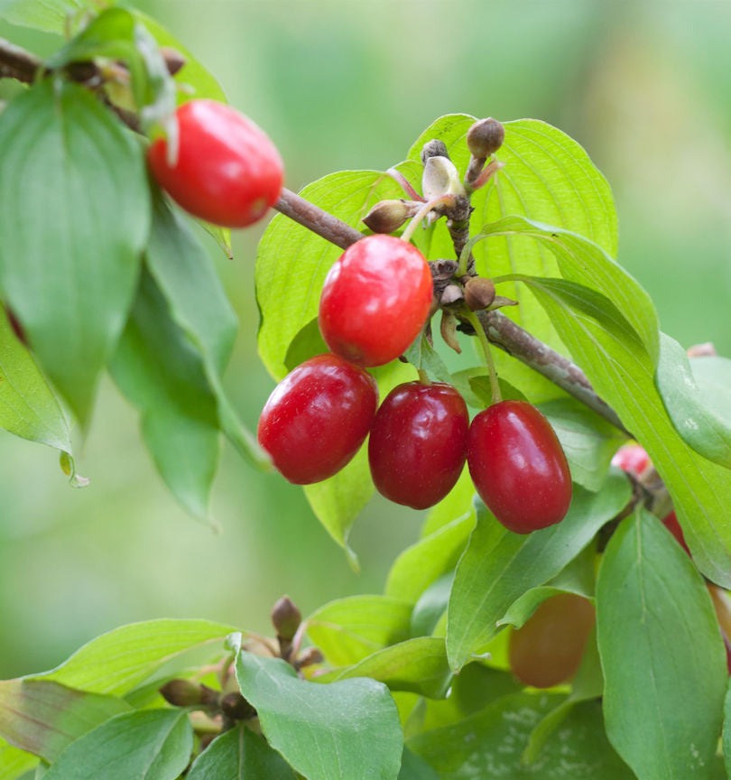  Kornellkirsche 40-60cm - Cornus Mas