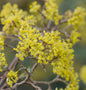  Asiatische Kornelkirsche 80-100cm - Cornus Officinalis