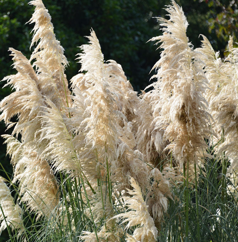  Pampasgras Comet® - XXXL Topf - Cortaderia Selloana