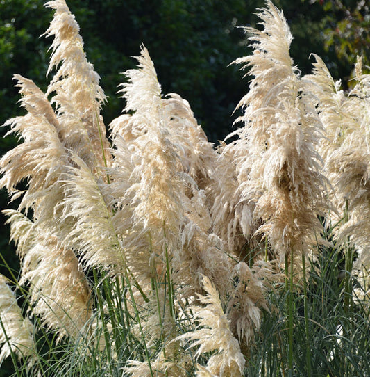  Pampasgras Comet® - XXXL Topf - Cortaderia Selloana