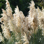  Pampasgras Comet® - XXXL Topf - Cortaderia Selloana