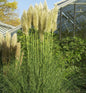  Pampasgras Esperanta® - XXXL Topf - Cortaderia Selloana