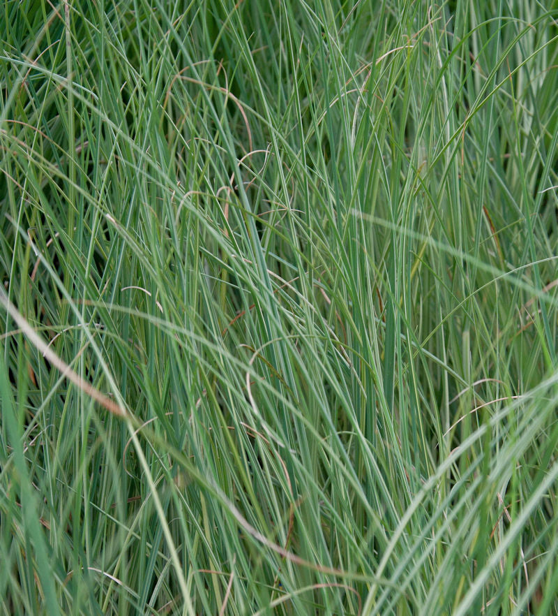  Pampasgras Golden Goblin® - XXXL Topf - Cortaderia Selloana