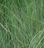  Pampasgras Golden Goblin® - XXXL Topf - Cortaderia Selloana