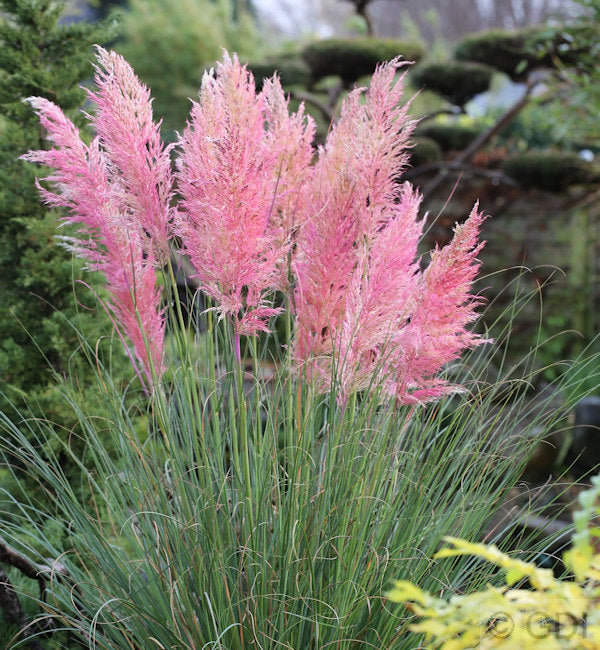  Rosa Pampasgras - Cortaderia Selloana