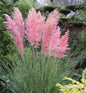  Rosa Pampasgras - Cortaderia Selloana